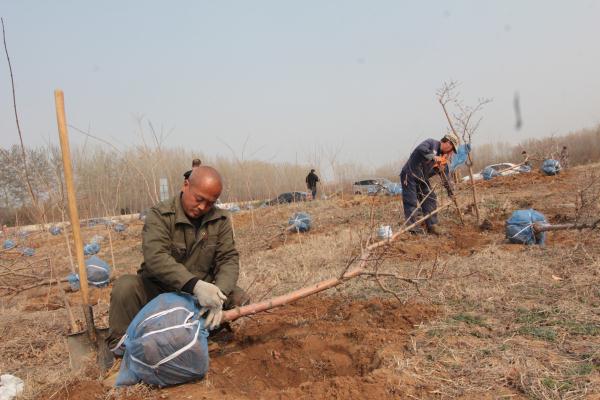 林业局苗圃员工挖去树苗.jpg