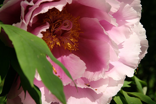 peony-7964962_640.jpg