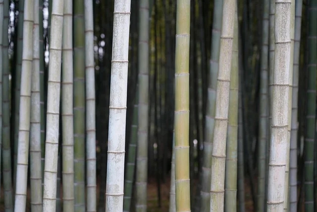 bamboo-7866718_640.webp.jpg